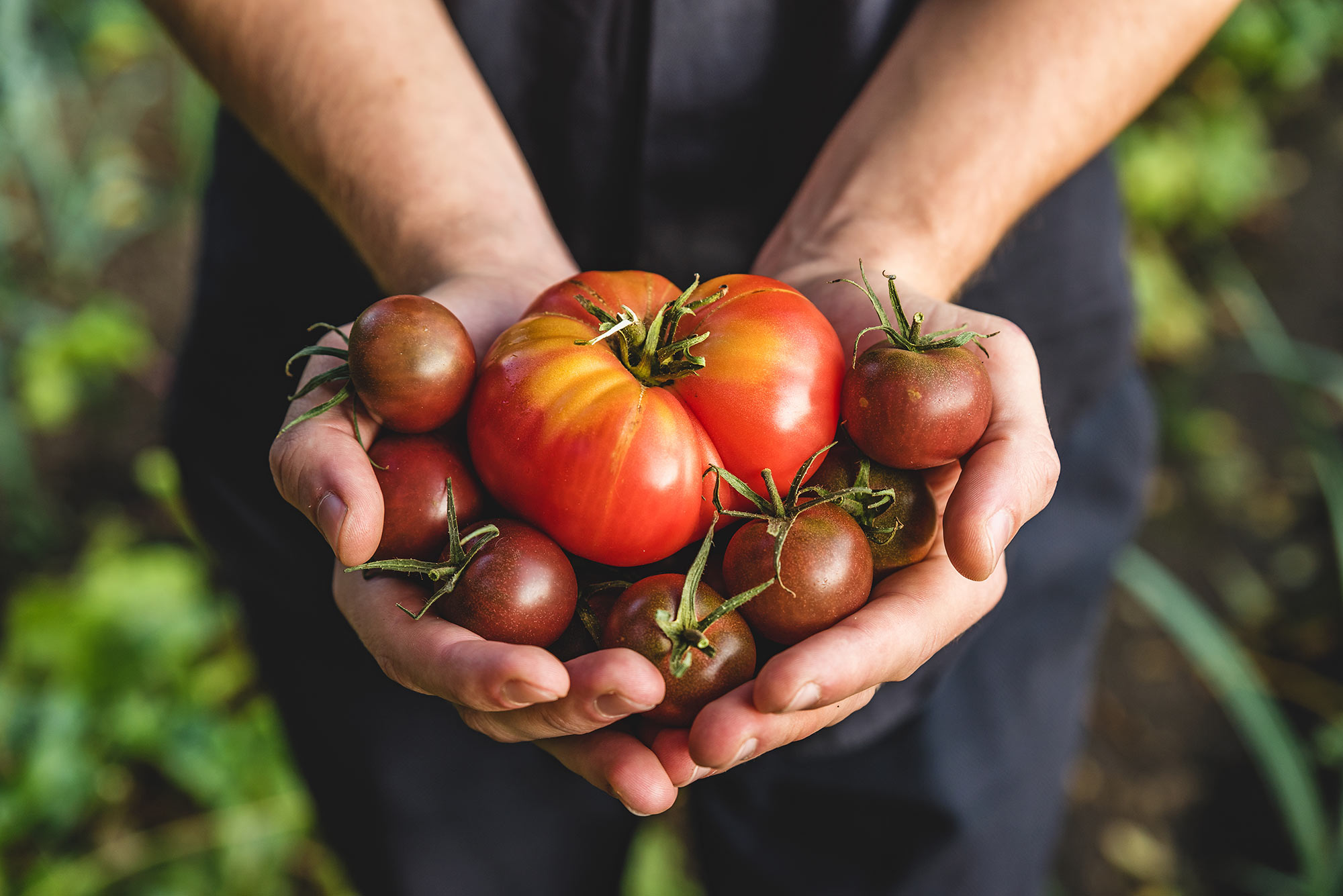 Faire Pousser Des Plants De Tomates Dans Des Bouteilles Suspendues