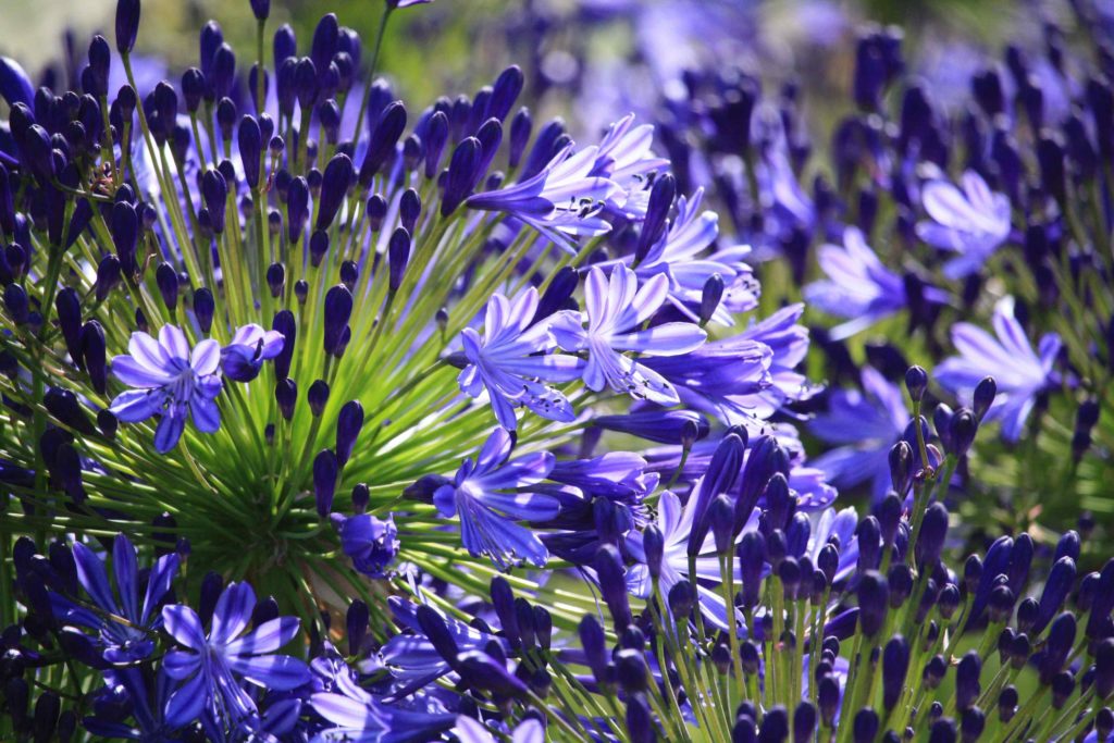 agapanthes bleues violettes