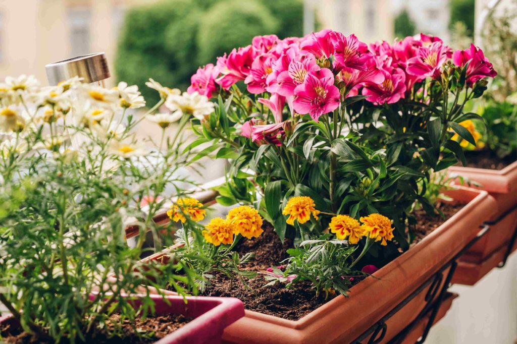 fleurs en jardinière balcon