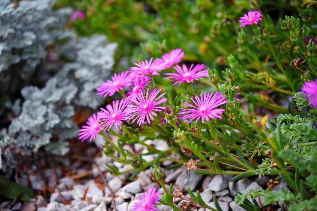 fleurs delosperma couvre sols