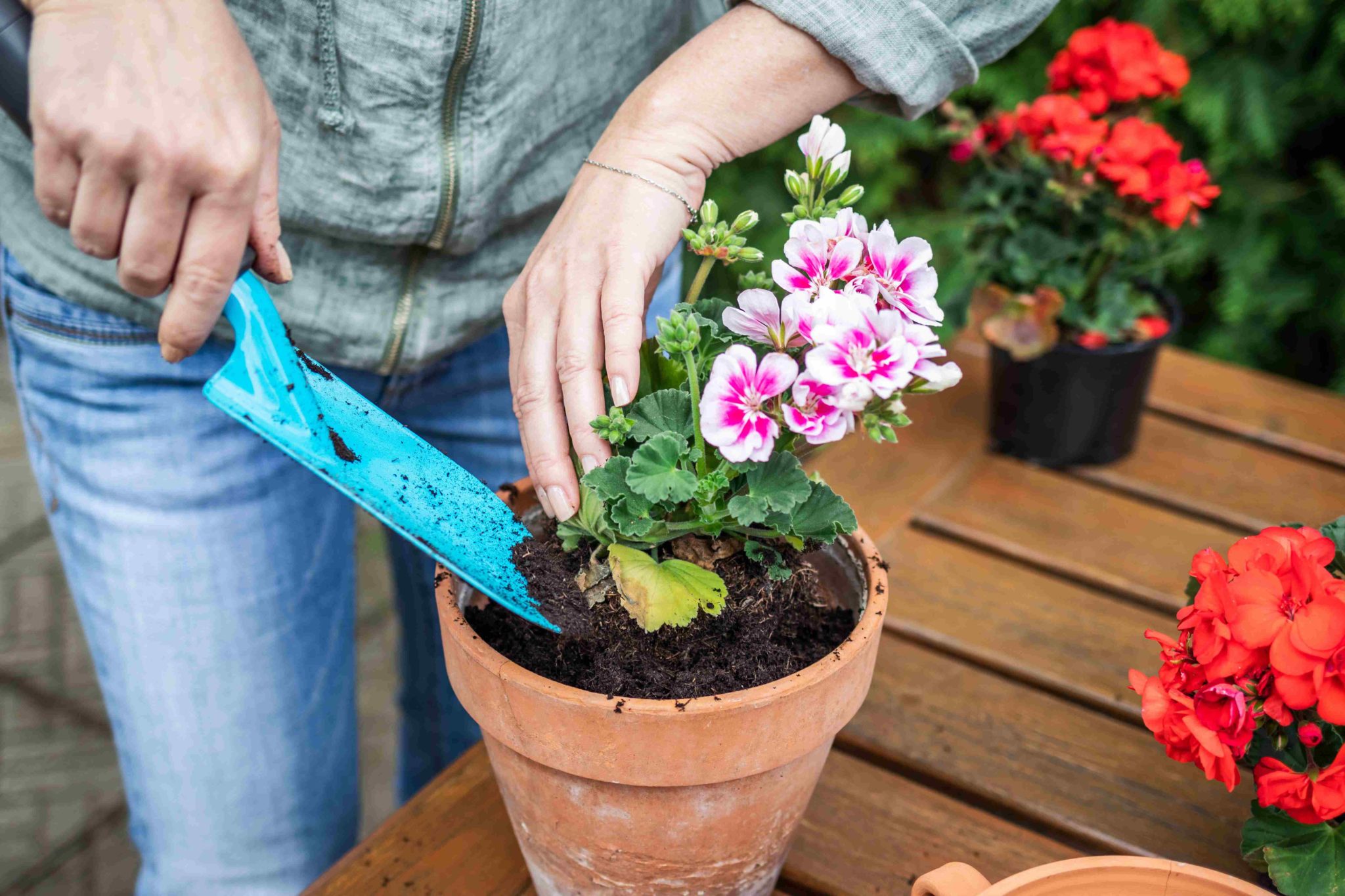 Le Géranium : roi des balcons - Auchan Calendrier Jardinier