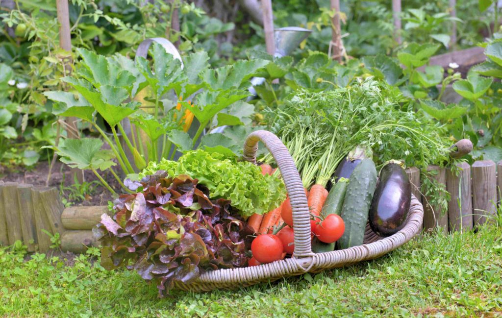 légumes du potager