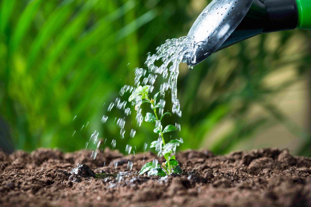 arrosage du jardin